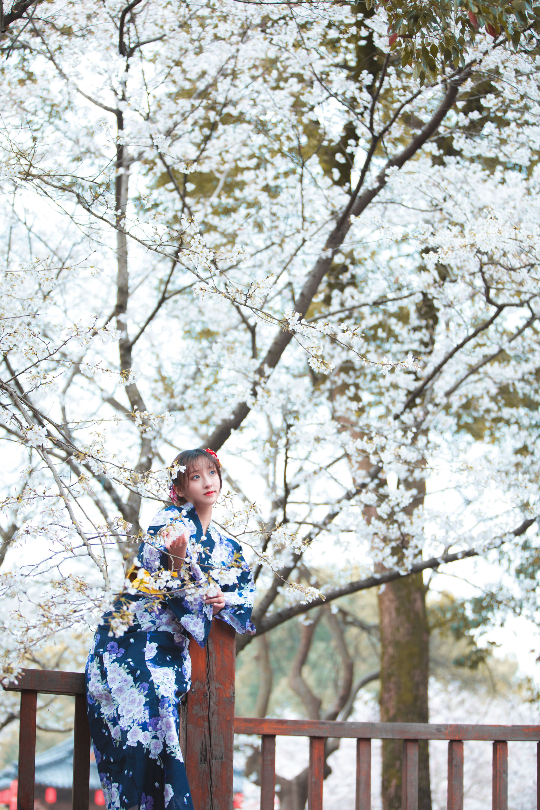 冬马路纱 - 樱园浴衣